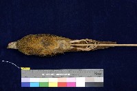 藍腹鷴藏品圖，第5張